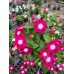 Vinca 6 Inch- Multiple Colors